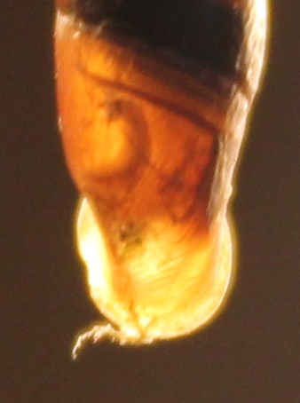 Clausiliidae da identificare